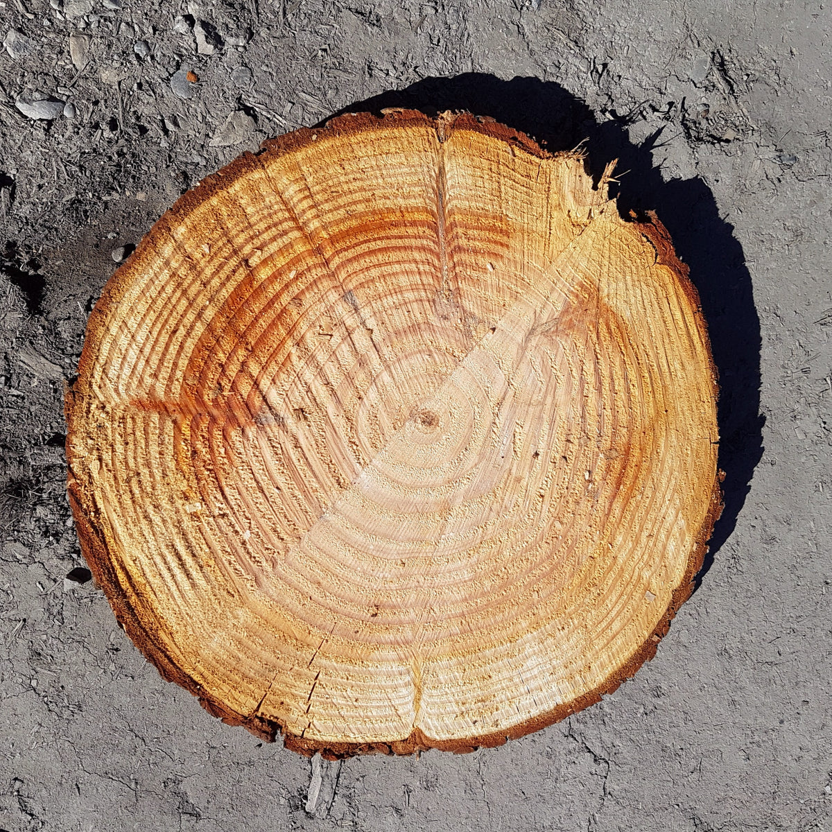 Pine Firewood from Heagney Bros Ltd in Marlborough, NZ Buy Online